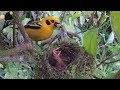 Breeding Birds of Tatamá - Colombia