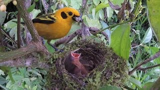 Breeding Birds of Tatamá  Colombia