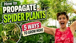 How to Propagate Spider Plants: 5 Ways to Grow More