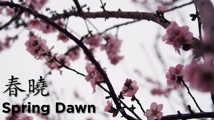 "Spring Dawn" Classical Poem | Learn Chinese Now - DayDayNews