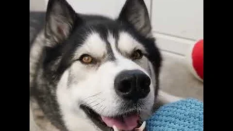  15 more times my husky spoke near perfect English! I also tricked him into saying “meow” #Husky