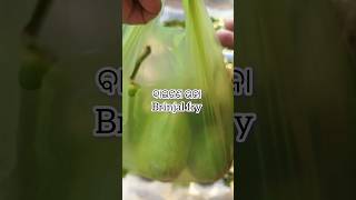 ବାଇଗଣ ଭଜା (Brinjal fry)#odiafood#brinjal#food#cooking#eggplant#ytshorts#foodie#recipe#reels#viral