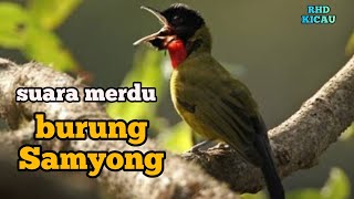 suara & video asli burung samyong di alam bebas (full HD) | pancingan & masteran burung