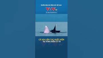 Cá voi liên tục xuất hiện tại vùng biển Cô Tô #shorts