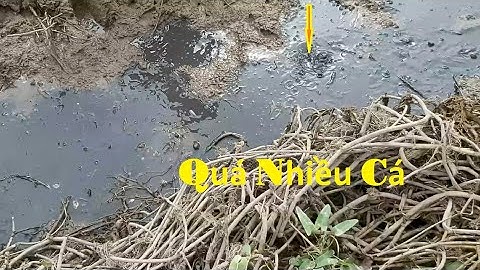 Bắt cá cạn - quá nhiều cá mắc cạn trên cái vũng nước nhỏ xíu sắp khô cạn/ catch fish