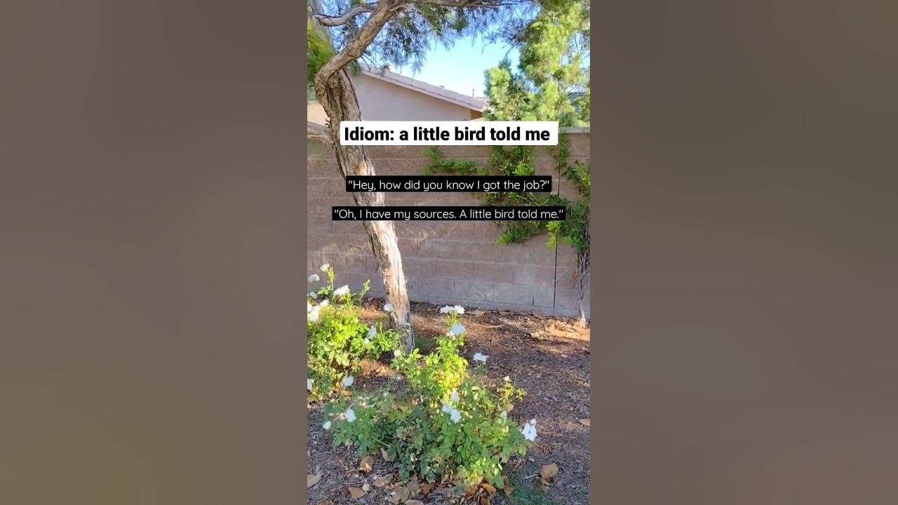 English Idiom: A little bird told me