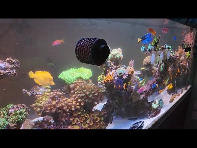 Mad Reef Lab Nori Feeder class=