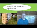 Двухматочное содержание пчёл сравнение улей Озерова, Миленина, Якимова. Почему нет развития.