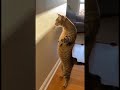 Cat dances its head when it sees its own shadow 😂😜🤣😺🐈 #comedy #comedia #challenge #cat #funny