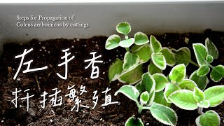 左手香扦插繁殖好容易手把手教學/碰碰香/到手香Steps for Propagation of Plectranthus amboinicus by cuttings #indianborage