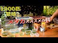 【安い！卵が倍になる！？】メダカ繁殖とオススメの餌！【繁殖1000匹中間報告】