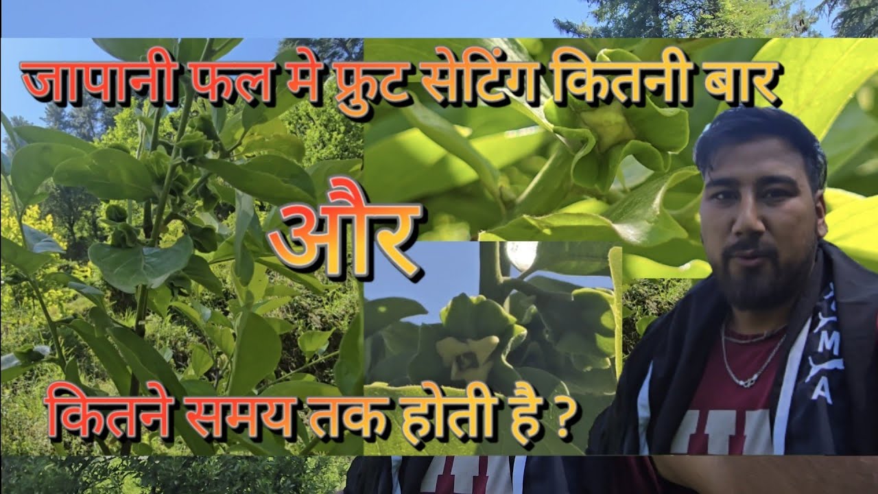 Time Period of Fruit Setting In Persimmon Plants  ll Persimmon fruit Orchard in kullu(lugvalley) H.P