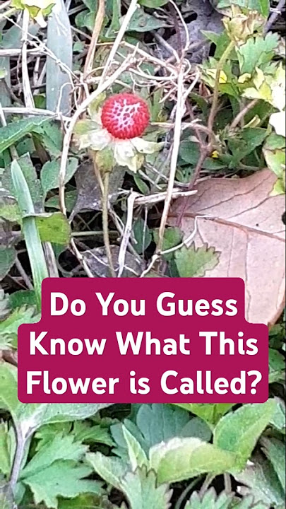 I found a very interesting flower 🤔 #blowup #shorts