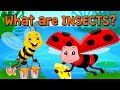 Learn About Insects | Song & Activity | Preschool | Kids | Kindergarten