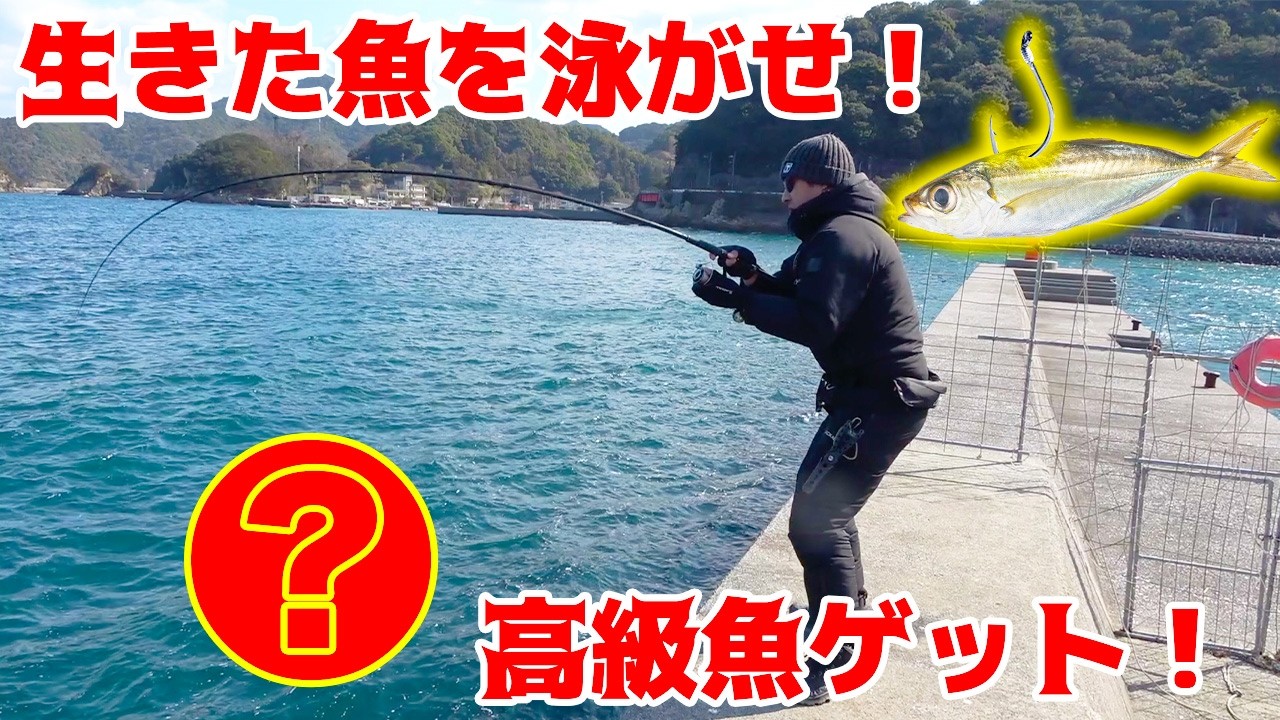 生きた鯵を泳がせたら高級魚が釣れた！！