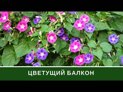 Растения На Балкон: Что посадить на балкон