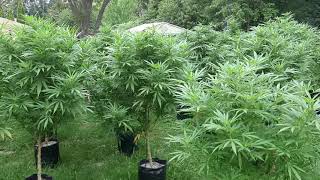 How to grow medical marijuana Critical 2.0 strain