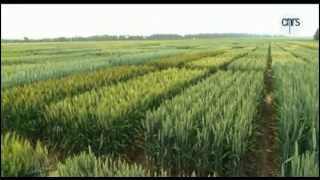 Evolution, Des Clés Pour Comprendre 3/10 : Le Petit Pois Resimi