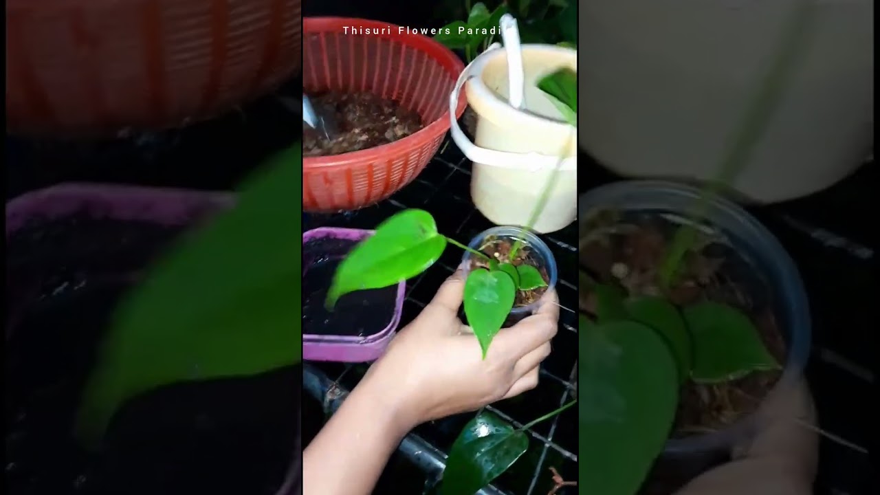 2023/11/14 පරණ වීඩියෝ එකක්.මගේ චැනල් එකට අලුතින් එකතු වුණ අයට වැදගත් වේවි..🥰🥰