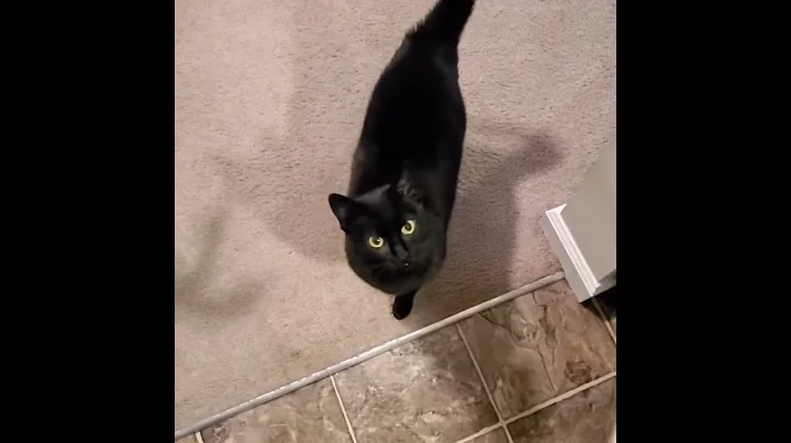Feed Me Right Meow, Mom!