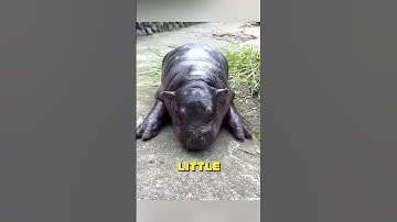 🐷✨ Moo Deng: The Bouncy Baby Hippo! 💖🦛