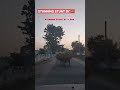 Stunning Stunt by 🐕 #shorts #shortsfeed #shortsvideo #ytshortsindia #ytshorts