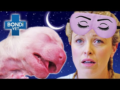 Out of Hours Pet Emergencies! ?? | Bondi Vet Compilation | Bondi Vet