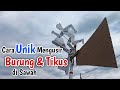 how to get rid of birds and mice in the field | Pengusir Burung Pipit/❤️Emprit dan Tikus di Sawah