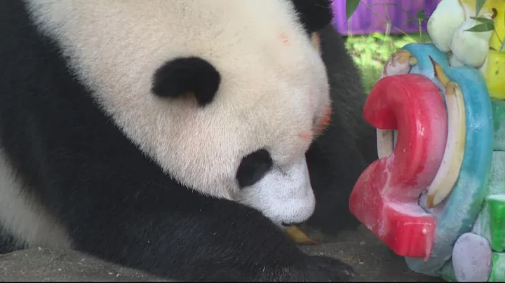 Happy Birthday, Xiao Qi Ji! National Zoo celebrates giant panda cub's 2nd birthday - DayDayNews
