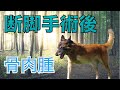 骨肉腫の術後3本足のシェパード犬/three-legged dog Cancer Belgian Shepherd chemo