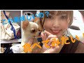 【チワワに初めておやつをあげてみた】