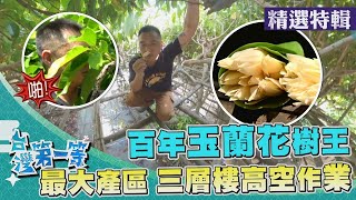 台灣第一等【百年玉蘭花樹王 最大產區 3 層樓高高空作業／植物界紅寶石 天然果膠洛神花】 _精選特輯