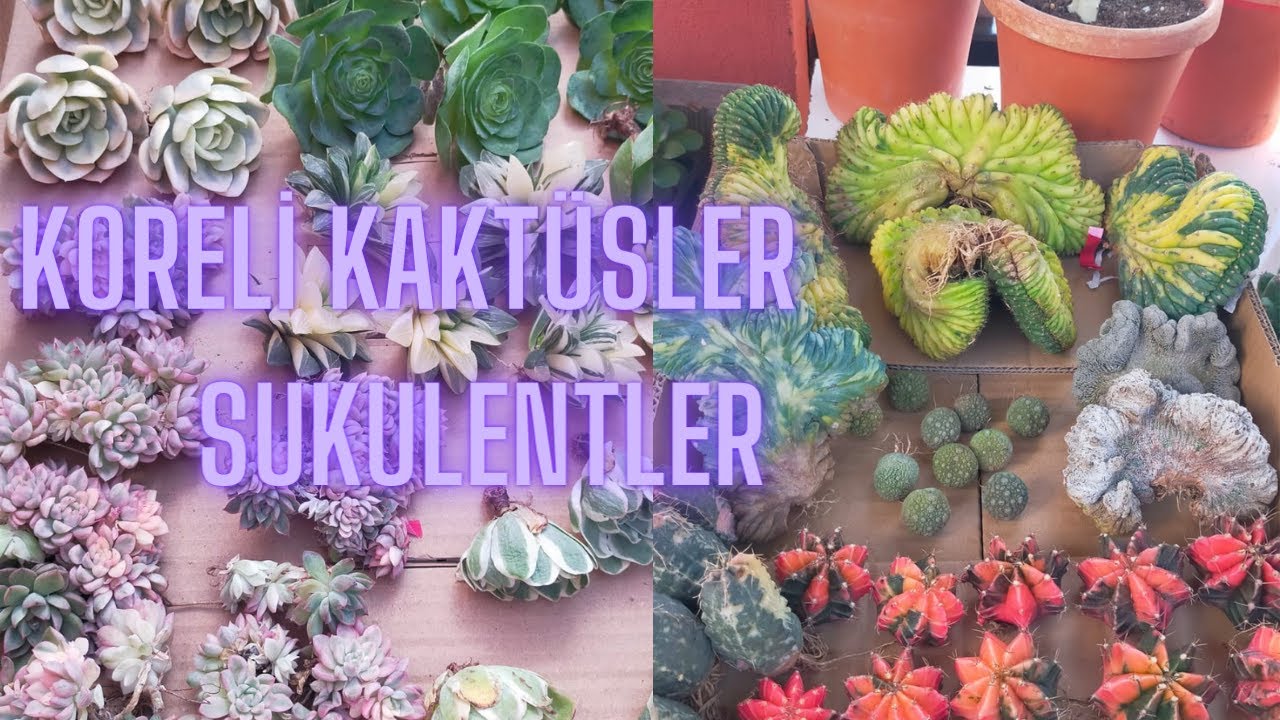 Birbirinden Özel Koreli Kaktüs Sukulentler