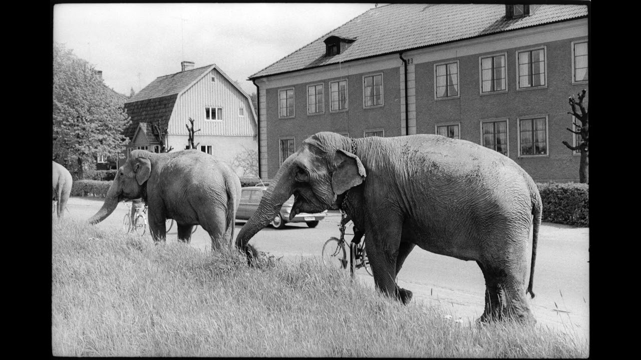 Cirkus i Kristinehamn 1961. Jimbo´s Lullaby. Foto Mats Holmstrand.
