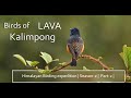 Travel and Birding in Lava Kalimpong | Neora Valley Outskirts | Himalayan Birding Expedition |