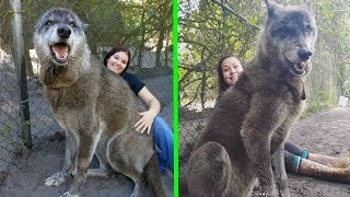 Ölmek Üzere Olan Yavru Bir Köpeği Kurtardığını Sandı, DNA Sonuçlarını Görünce Şok Oldu.