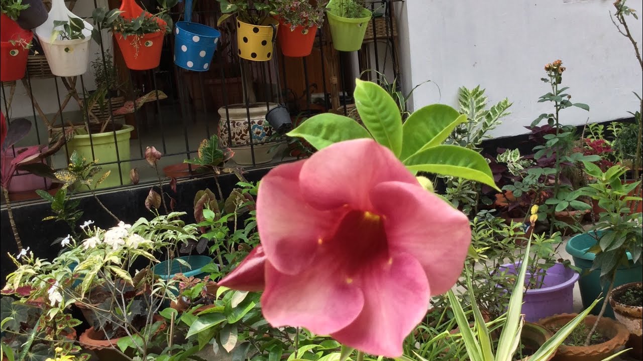 Huge summer plant haul//40 plus plants and tub purchase//What plants to buy this summer YouTube