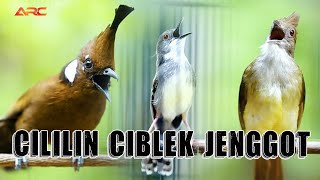 MASTERAN CILILIN - CUCAK JENGGOT - CIBLEK