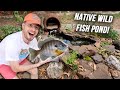 Stocking WILD FISH In My Backyard Pond... | Native Fish Pond Ft. Bluegill