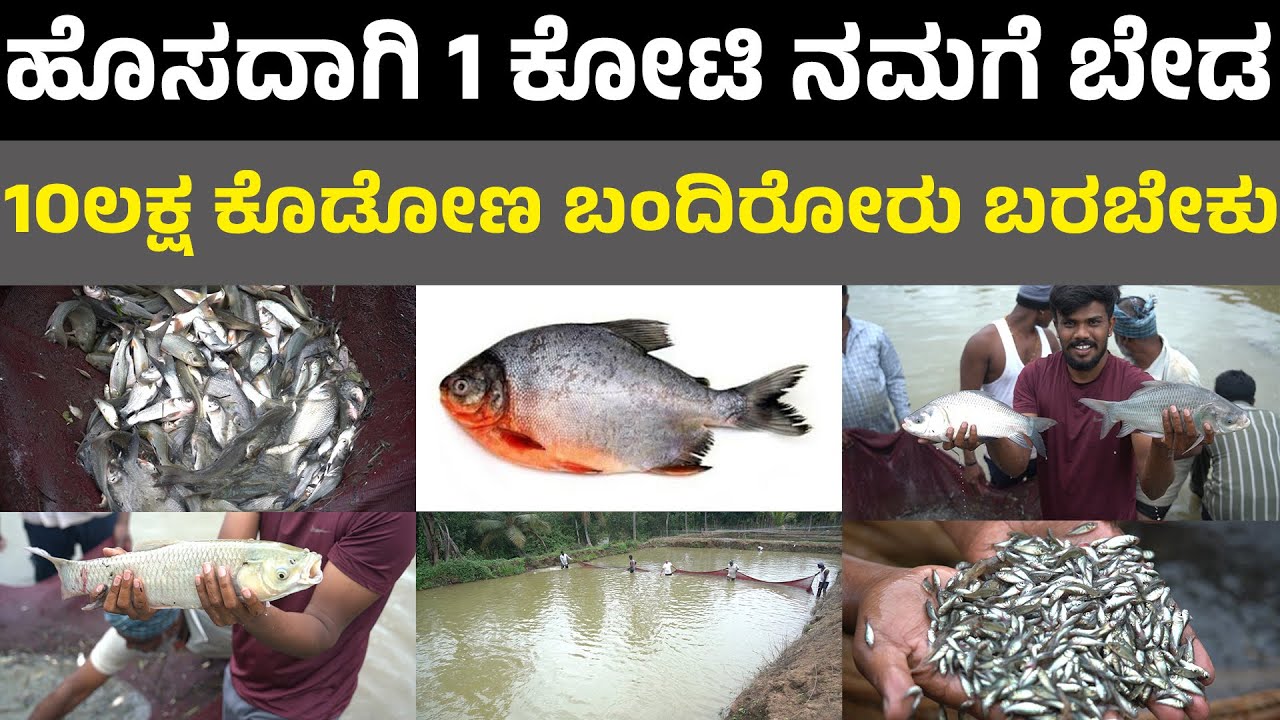 fish seeds BRP I ಕರ್ನಾಟಕದ ಯಾವುದೇ ಜಾಗವಿರಲಿ  ನಮ್ಮ ಮರಿಗಳು ಇರುತ್ತವೆ I Roopchand Fish I fish in kannada