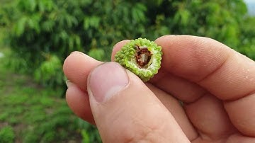 Vải Thiều Lục Ngạn Đỉnh Đồi Cao, Gió Mạnh Thâm Hết Quả I Nui Doi Luc Ngan 98