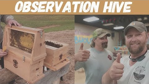 Observation Hive For The Classroom