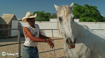 Những chú ngựa trên thảo nguyên Mông Cổ.Horses on the Mongolian steppe