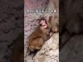 何かに怯える猿のパンチ君(なぜ？どうしたの？)
