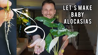 : THE BEST WAY TO PROPAGATE ALOCASIAS - growing Alocasias from corms
