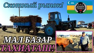 🐄 МАЛ БАЗАР🐄 СКОТНЫЙ РЫНОК 12.05.24ж.#тахиаташ#каракалпакистан#узбекистан#цены#быки#коровы#базар.