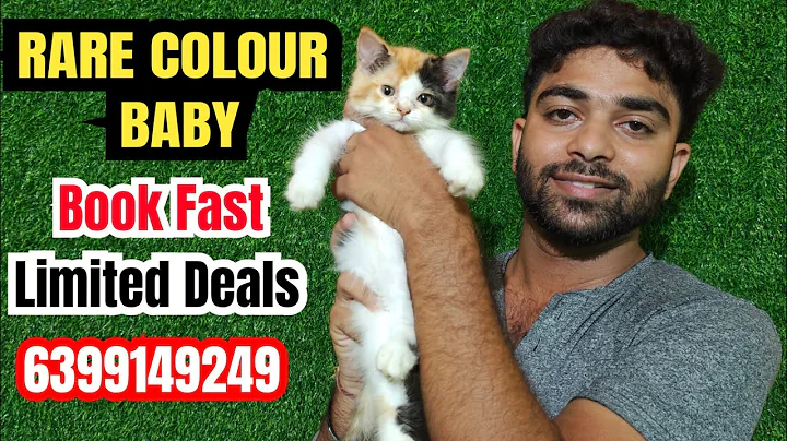 Video 9913681: calico persian kitten, quality calico persian, fluffy persian kitten, persian kitten show, persian cat, home pets cat