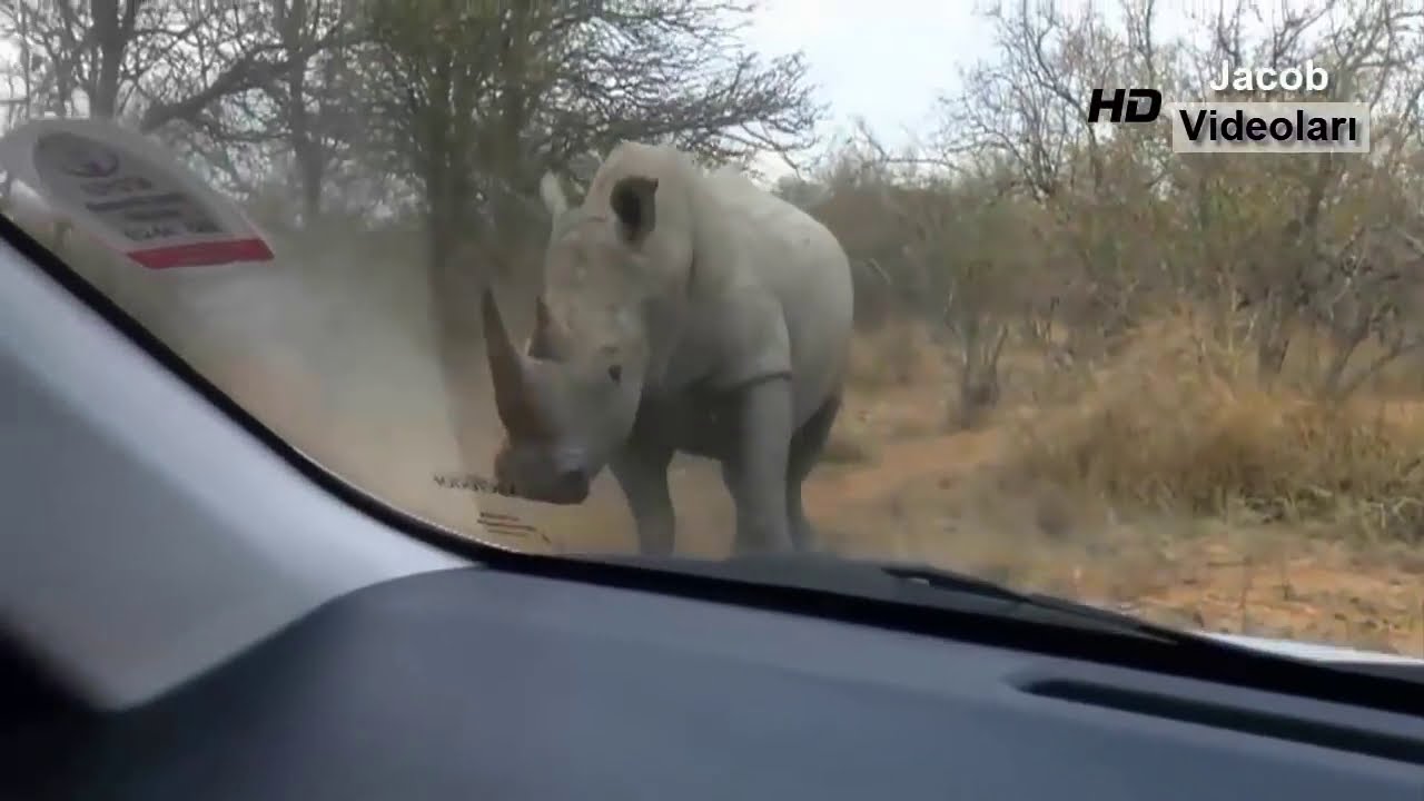 Most Amazing Wild Animals Attacks Animal Fights Wild Life Animal 