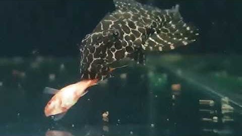 Cận cảnh cá lau kính ăn thịt cá 7 màu