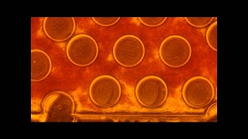 Flow of Whole Blood  in  Polymer Microfluidic Device for  CTC Capture